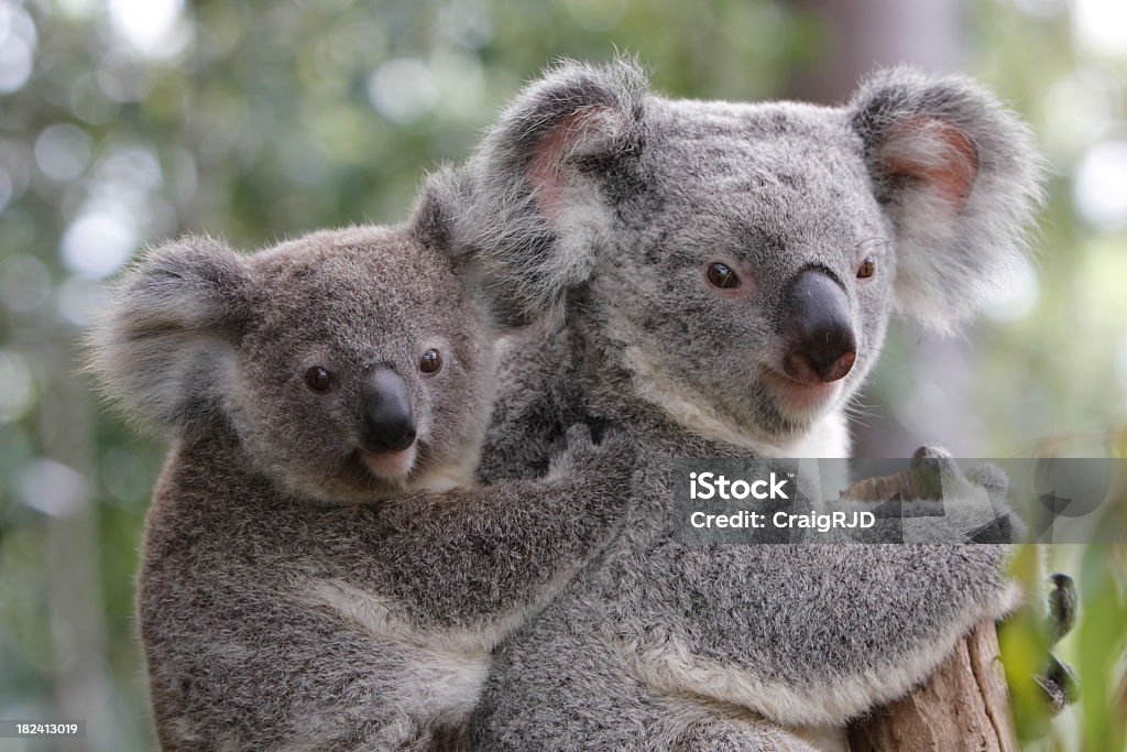 Koala i Joey - Zbiór zdjęć royalty-free (Koala)