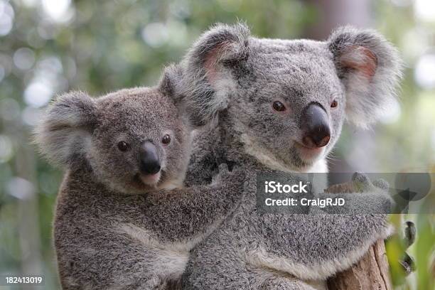 Koala I Joey - zdjęcia stockowe i więcej obrazów Koala - Koala, Australia, Młody Torbacz