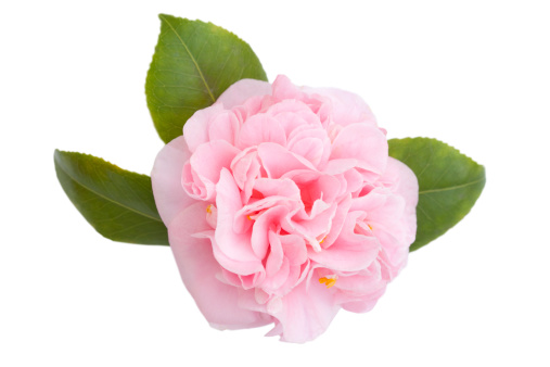 Straight on view of a beautiful pink camellia with leaves
