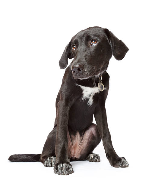 Black fearful puppy with hangdog expression stock photo
