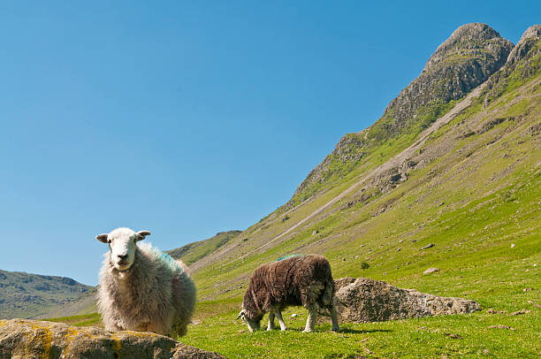 istock Sheep looking mountain valley green summer pasture Lake District UK 182413106
