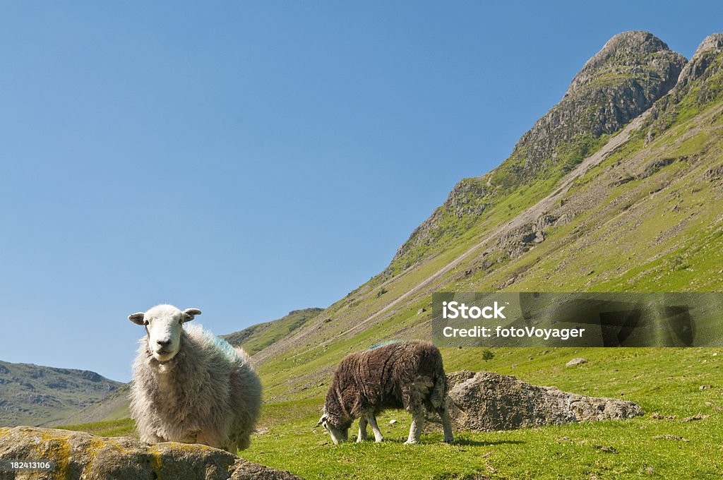 Sheep looking mountain valley green summer pasture Lake District UK "Woolly sheep looking at camera and lamb grazing in the lush green landscape of the Mickleden valley under the rocky peaks of Langdale Pikes, deep in the idyllic Lake District National Park, Cumbria, UK. ProPhoto RGB profile for maximum color fidelity and gamut." Agricultural Field Stock Photo