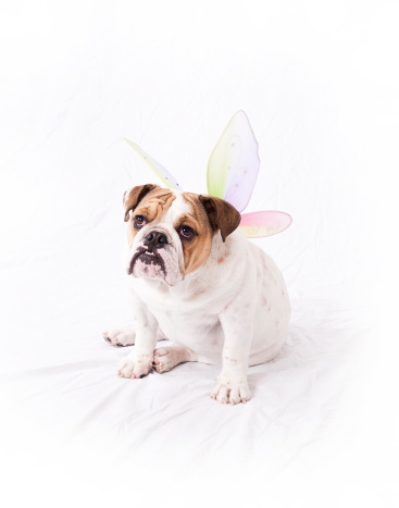 An English Bulldog wearing fairy wings