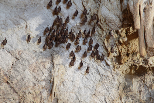 bats in a caveDenzili TurkeyaKeloglan magrasiaA means baldboy caves