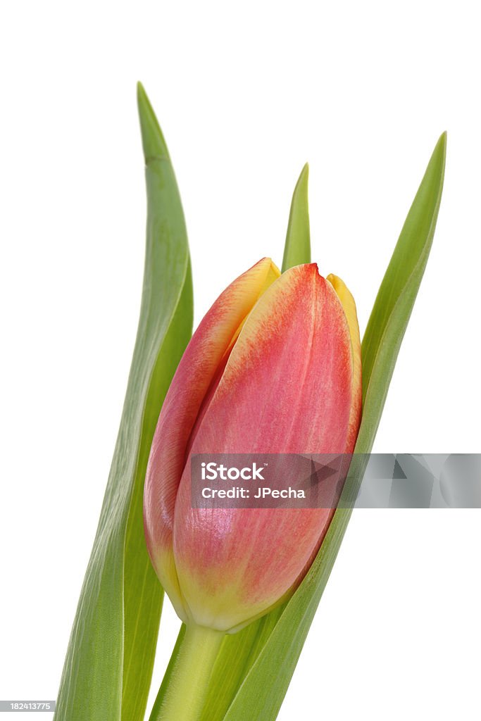 Un tulipán rosa y amarillo con punta abigarrada primer plano - Foto de stock de Amarillo - Color libre de derechos