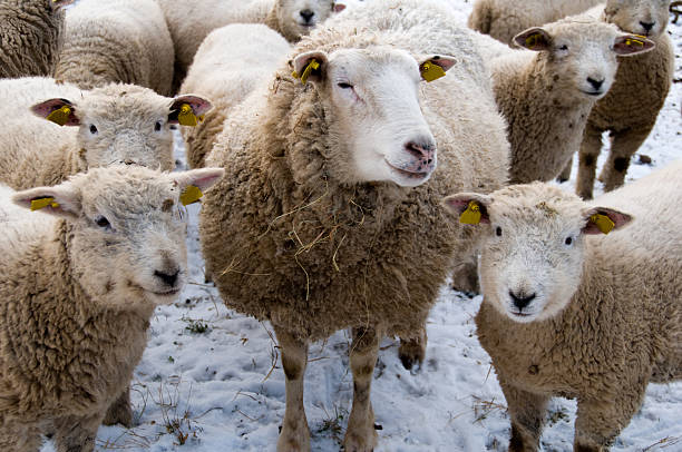 istock Herd of sheep outside on a field with snow 182413793