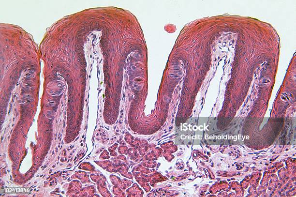 Linguetta Papille Gustative - Fotografie stock e altre immagini di Anatomia umana - Anatomia umana, Macrofotografia, Astratto