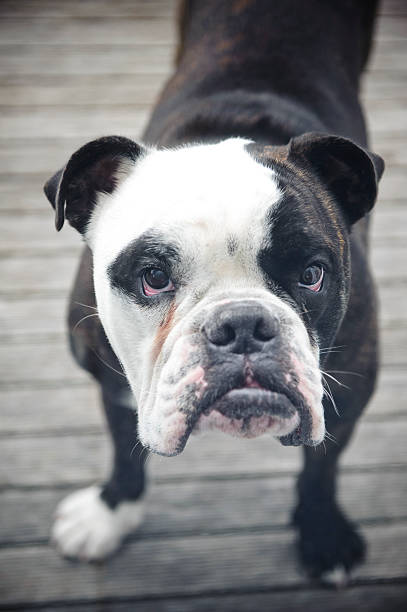 istock Dog Australian bulldog puppy on deck 182413968