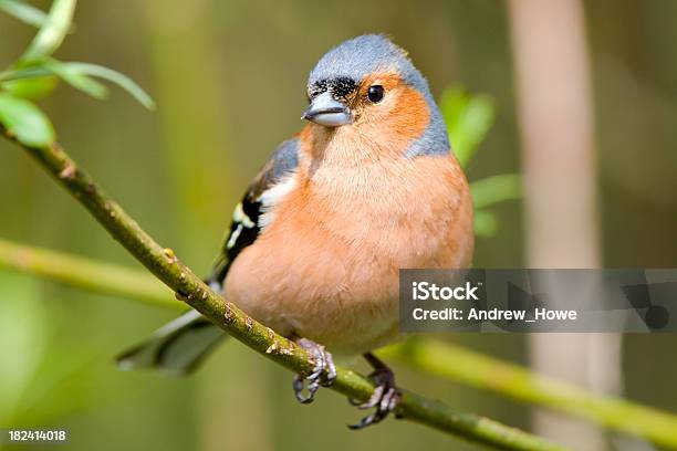 Pinzón Vulgar Foto de stock y más banco de imágenes de Animal - Animal, Animal macho, Fauna silvestre