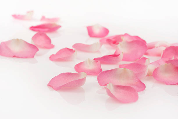 Petali di rosa rosa su bianco - foto stock