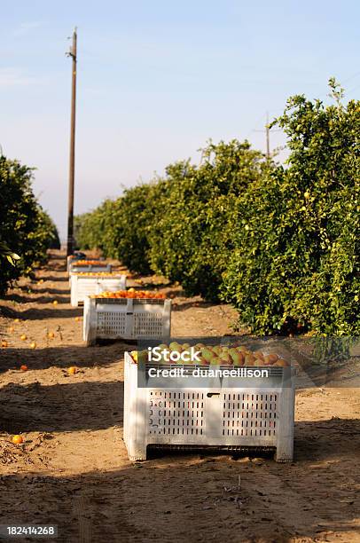 Recién Naranjas En Compartimientos Seleccionados Foto de stock y más banco de imágenes de Agricultura - Agricultura, Alimento, Arboleda