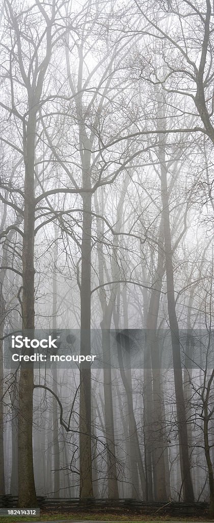Деревья на Туман-Портрет ориентации - Стоковые фото Без людей роялти-фри