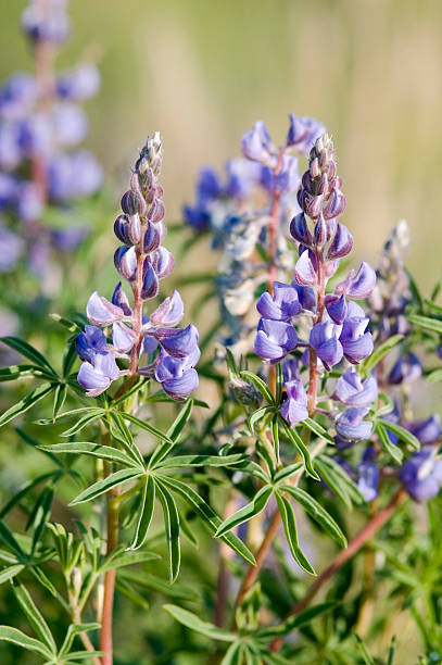 blue łubin, lupens argenteus - wildflower flower colorado lupine zdjęcia i obrazy z banku zdjęć