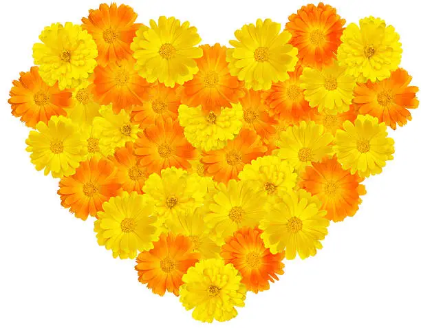 Heart shape made of marigold flower heads on a white background.