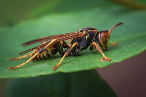 istock Wasp perched atop a lush green foliage, with its slender legs delicately placed on the surface 1824144119