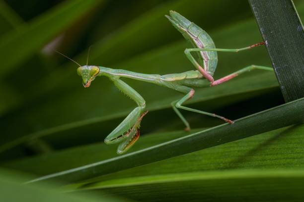 istock European Mantis (Mantis religiosa) perched atop a lush green foliage 1824145274