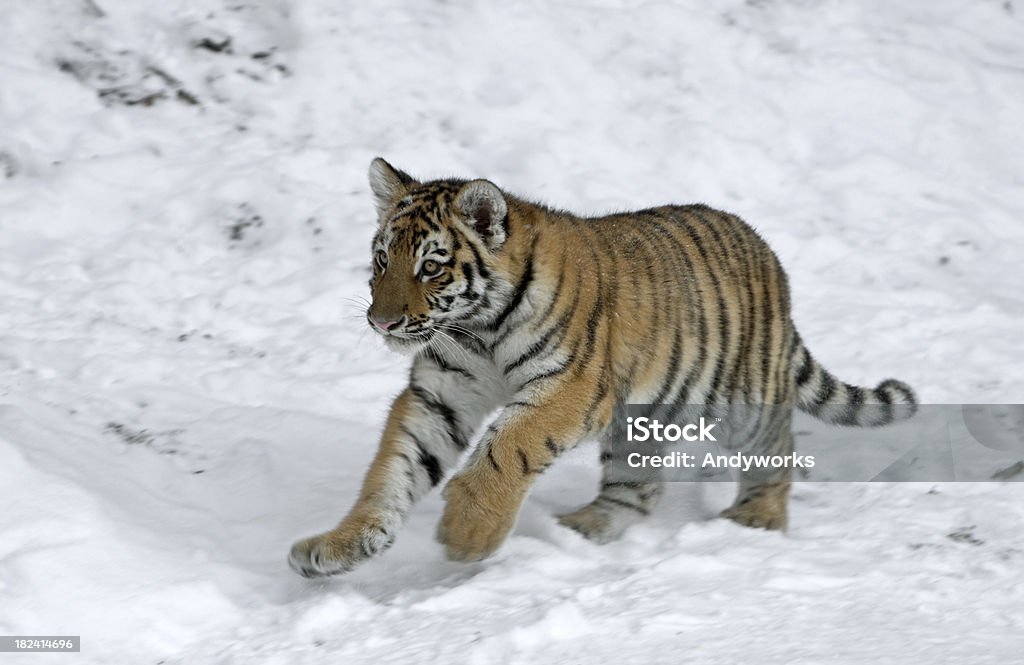 Ausführen von kleinen Tiger - Lizenzfrei Bedrohte Tierart Stock-Foto