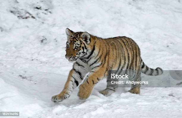 Ausführen Von Kleinen Tiger Stockfoto und mehr Bilder von Bedrohte Tierart - Bedrohte Tierart, Bewegung, Bewegungsunschärfe