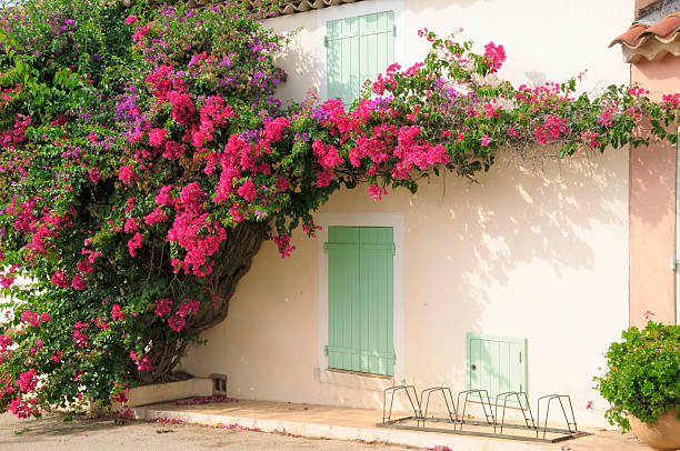 istock House on Porqurerolles 182415140
