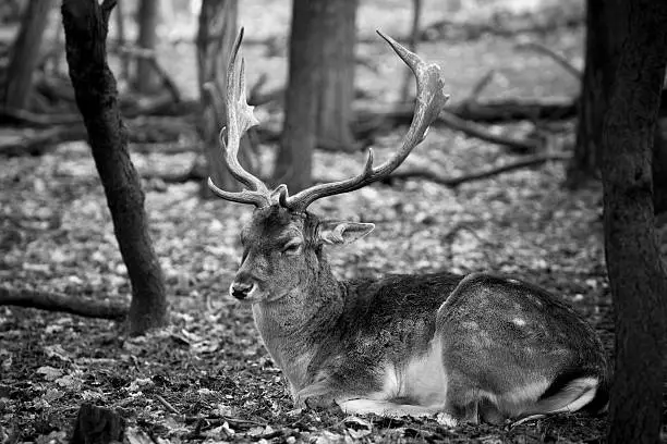 a Deer sits between the trees