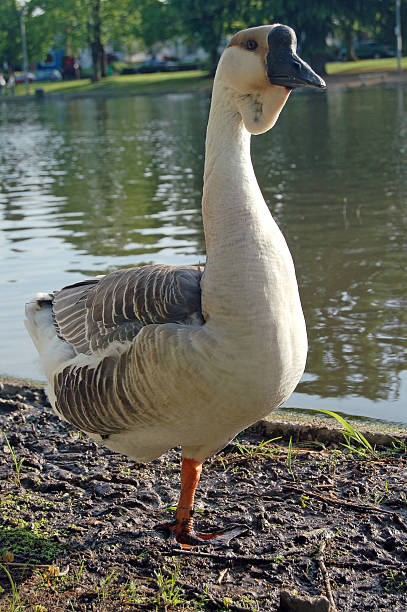 istock Portrait of a Gander 182415518