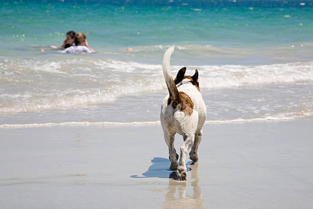 istock Dog At The Beach 182415959