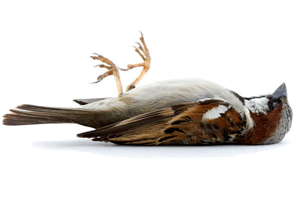 dead bird - house sparrow stockfoto's en -beelden