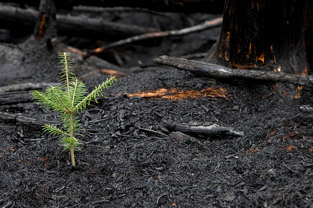 albero cresce dopo incendio boschivo - luce alla fine del tunnel foto e immagini stock