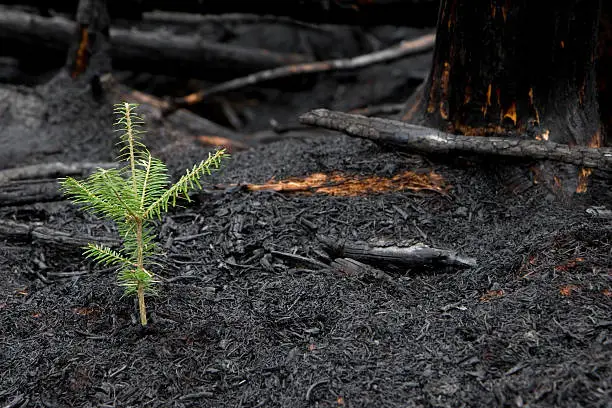 Photo of Evergreen tree sprouts in the ashes of a forest fire