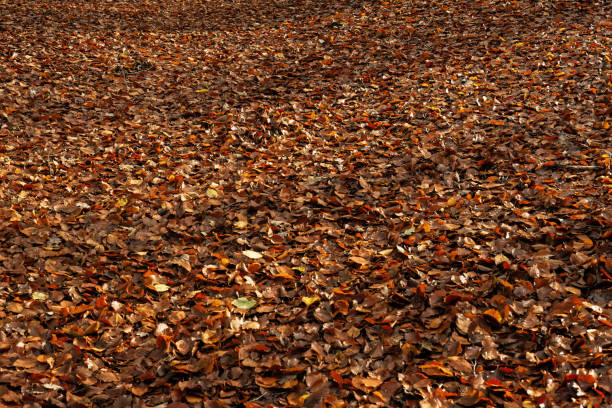 istock Forest ground covered with brown fallen leaves in autumn. 1824160903
