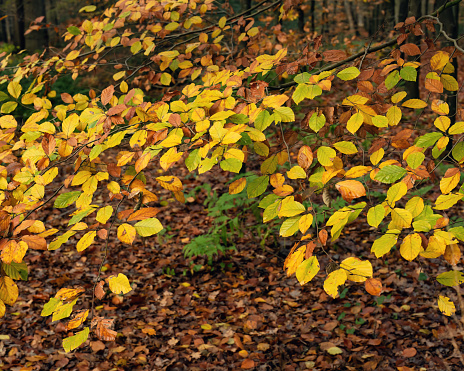 Orange and yellow coloured leaves on a branch in an autumn forest.