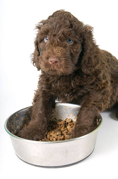 istock Puppy Staning in his food 182416103