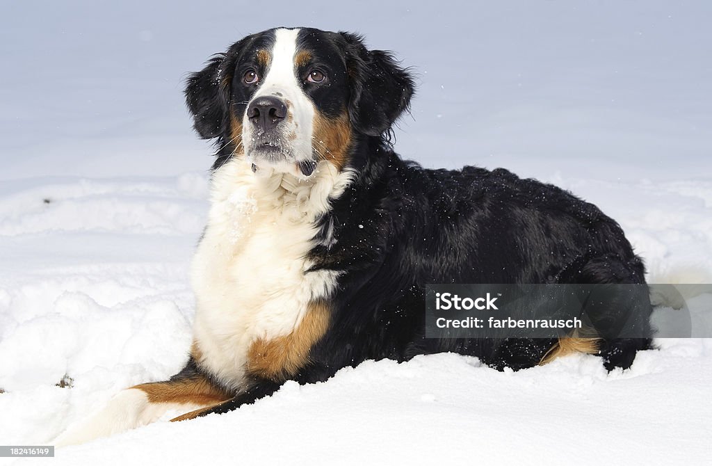 Bernese mountain dog Portrait of a two and a half year old female Bernese mountain dog.SOME MORE NICE DOG PHOTOS: Bernese Mountain Dog Stock Photo