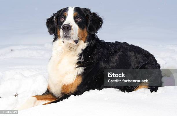 Bernese Mountain Dog Stock Photo - Download Image Now - Bernese Mountain Dog, Switzerland, Animal