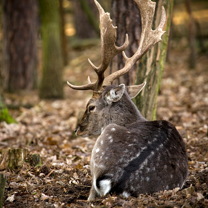 a Deer sits between the trees