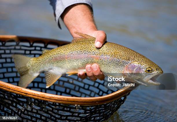Truta - Fotografias de stock e mais imagens de Truta arco-íris - Truta arco-íris, Corrente - Água corrente, Pesca