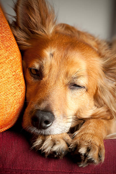 istock Mixed-breed dog slppeing with one eye 182416273