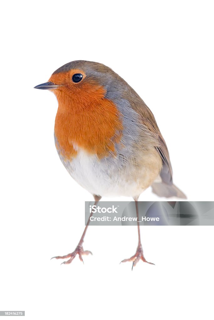 Robin Bird  Robin Stock Photo