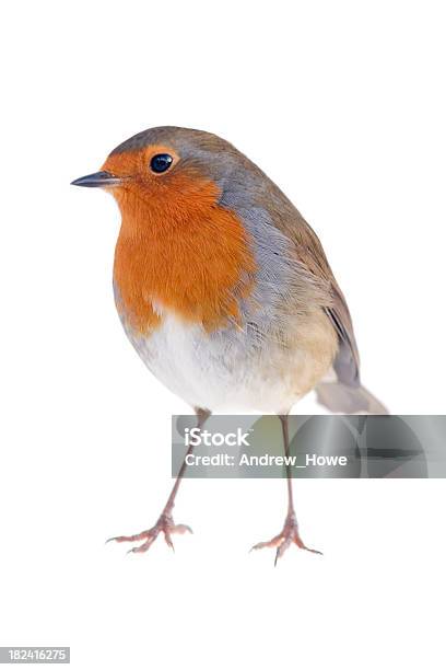 Robin Bird Stock Photo - Download Image Now - Robin, Christmas, Cut Out