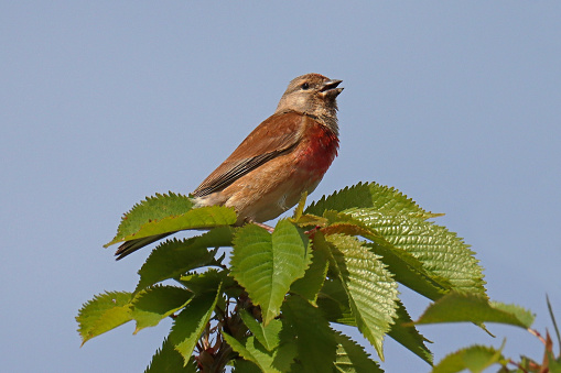 08 may 2023, Yutz, Basse Yutz, Thionville, Portes de France, Moselle, Lorraine, Grand est, France. It's spring. In a public park, a Common Linnet perched on a high branch of a pathside tree. It's a male, with a beautiful orange-red chest. He started to sing, it's the nuptial season.