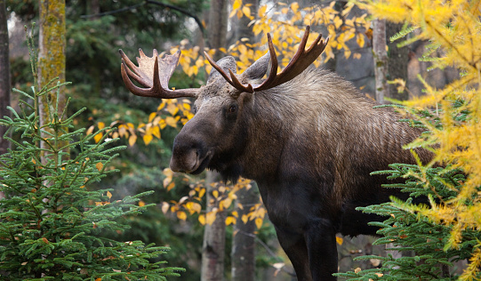A male bull moose behind a yellow larch tree.