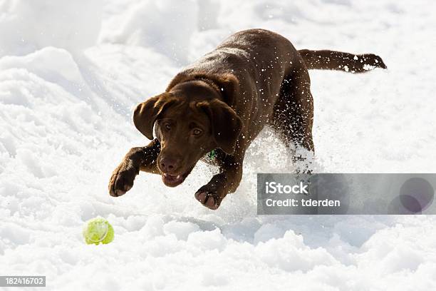 Hund Und Ball Stockfoto und mehr Bilder von Brauner Labrador - Brauner Labrador, Aufregung, Kugelform