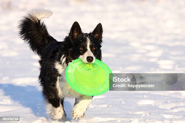 Winter Hund Stockfoto und mehr Bilder von Hund - Hund, Wurfscheibe, Schnee