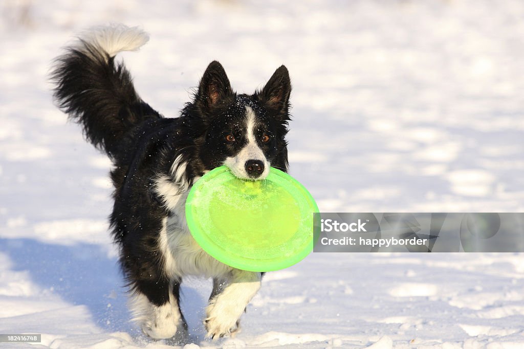 Perro de invierno - Foto de stock de Disco Volador libre de derechos