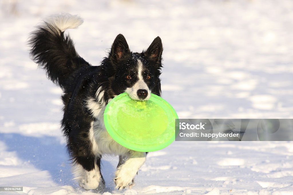 冬の犬 - フライングディスクのロイヤリティフリーストックフォト