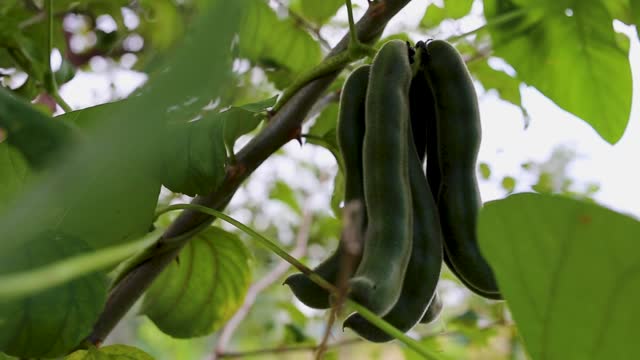 Velvet bean plant in India