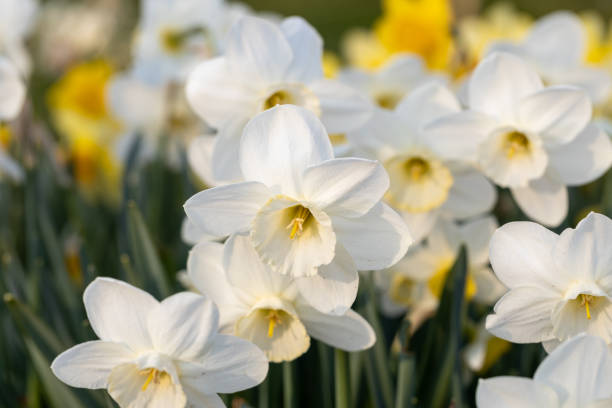 Close-up of white narcissus flowers (Narcissus poeticus) in spring garden stock photo