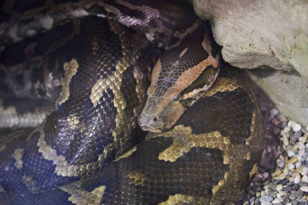 istock Python snake in an aviary behind glass. Rare animals. Fauna of our planet 1824169766