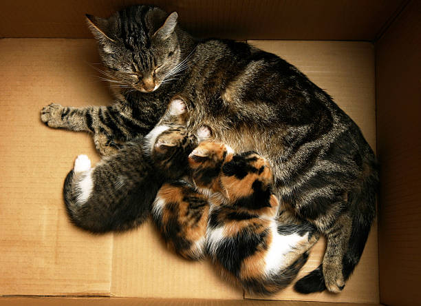 Close-up of mother cat breast-feeding her babies stock photo