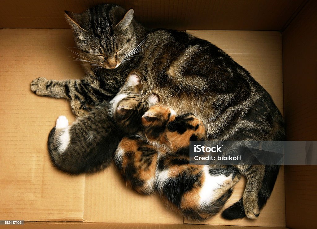 Matka Kot z niemowlętami - Zbiór zdjęć royalty-free (Fotografika)